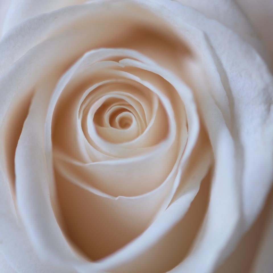 A soft bloom, in close detail