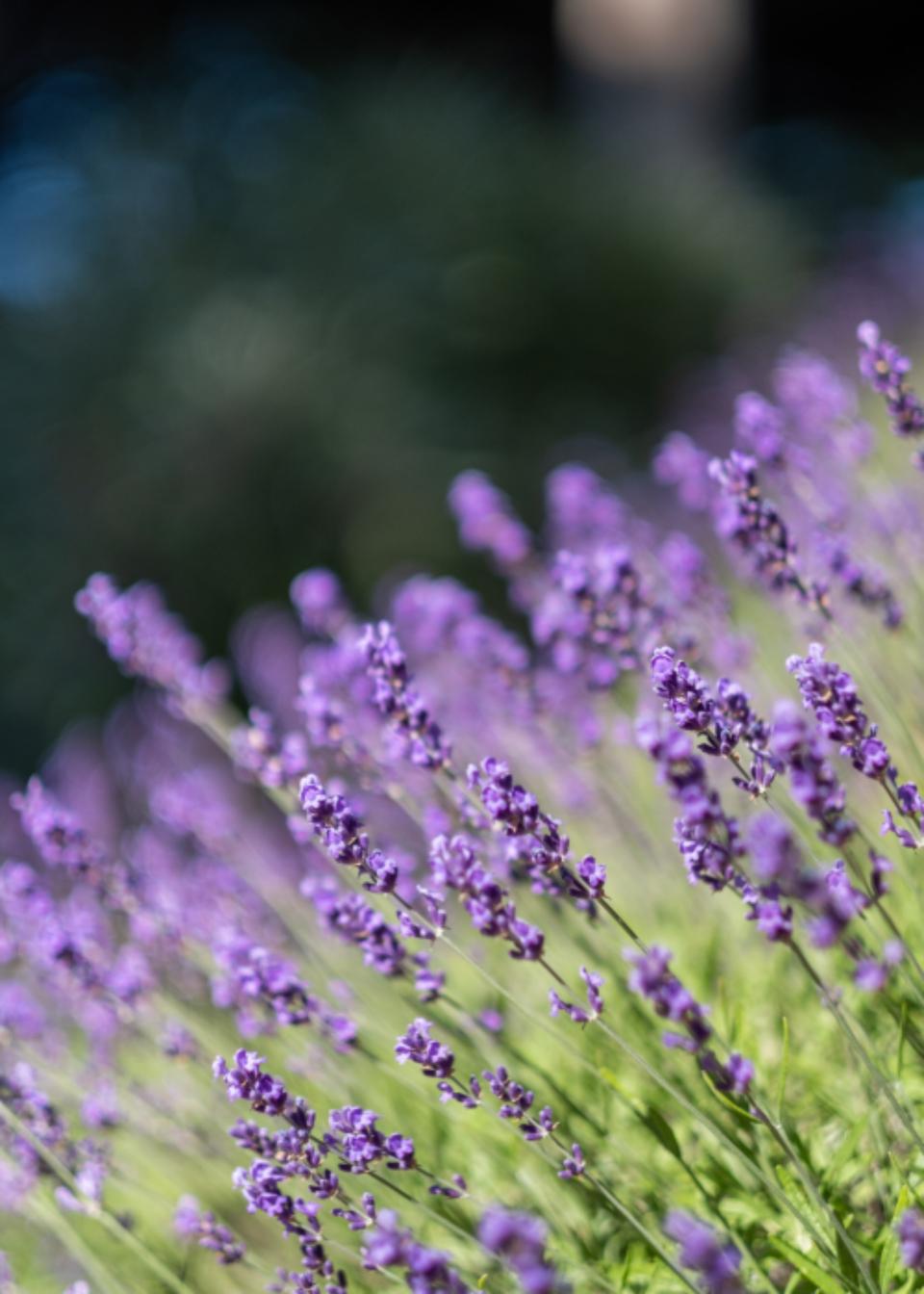 Lavender in bloom